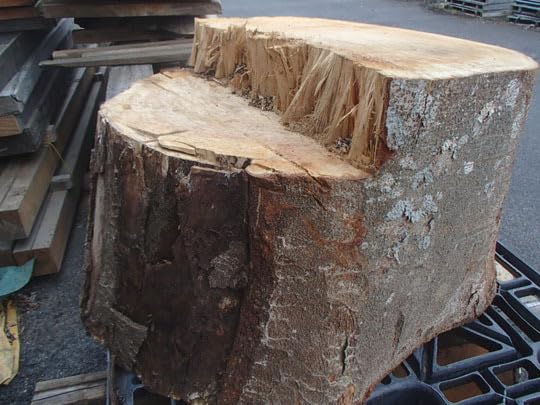 Amazon.co.jp: 7-827 ▽▽欅ケヤキ 巨大 輪切 変形 巨大厚み500mm